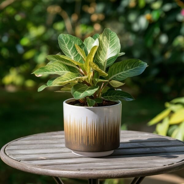 Gradient wooden pot
